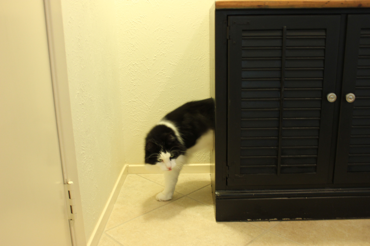 Extra Large Litter Box Cabinet Plans Diy How To Make Six03qkh